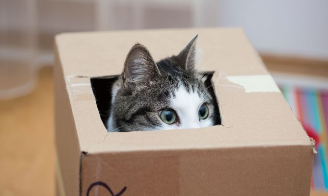 Analogía del gato en la caja para entender a las variables. Aquí, el gato es el contenido; la caja, la estructura. Esta “variable” podría ser considerada de la clase “contenedora de gatos” y de estructura “cúbica”. De igual manera, en R reconoceremos variables contenedoras de números, de caracteres, de valores lógicos, mismos que podrán estar ordenados en estructuras de una, dos, tres o N dimensiones.